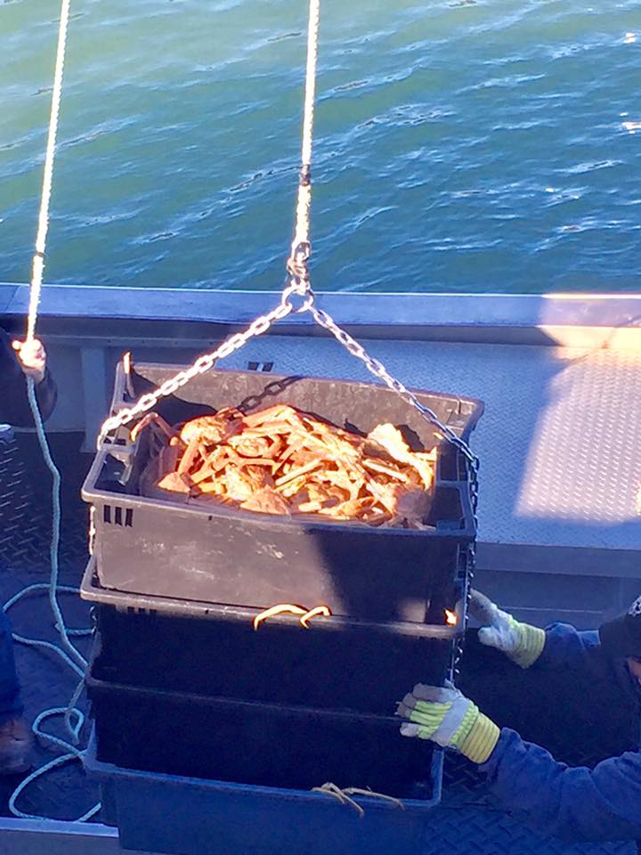 Crabe des neiges frais déchargement à Rimouski