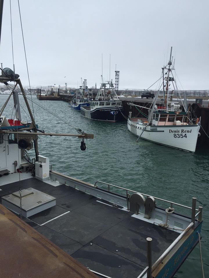 Crabe des neiges frais bateau à Rimouski