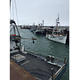 Crabe des neiges frais bateau à Rimouski